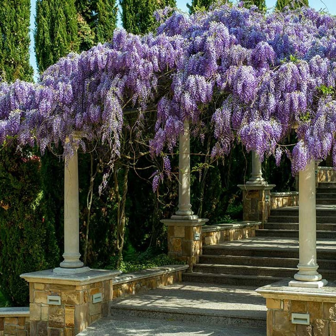 Glicinia: Cultivo, Significado y Espectacular Floración Glicinia: Cultivo, Significado y Espectacular Floración