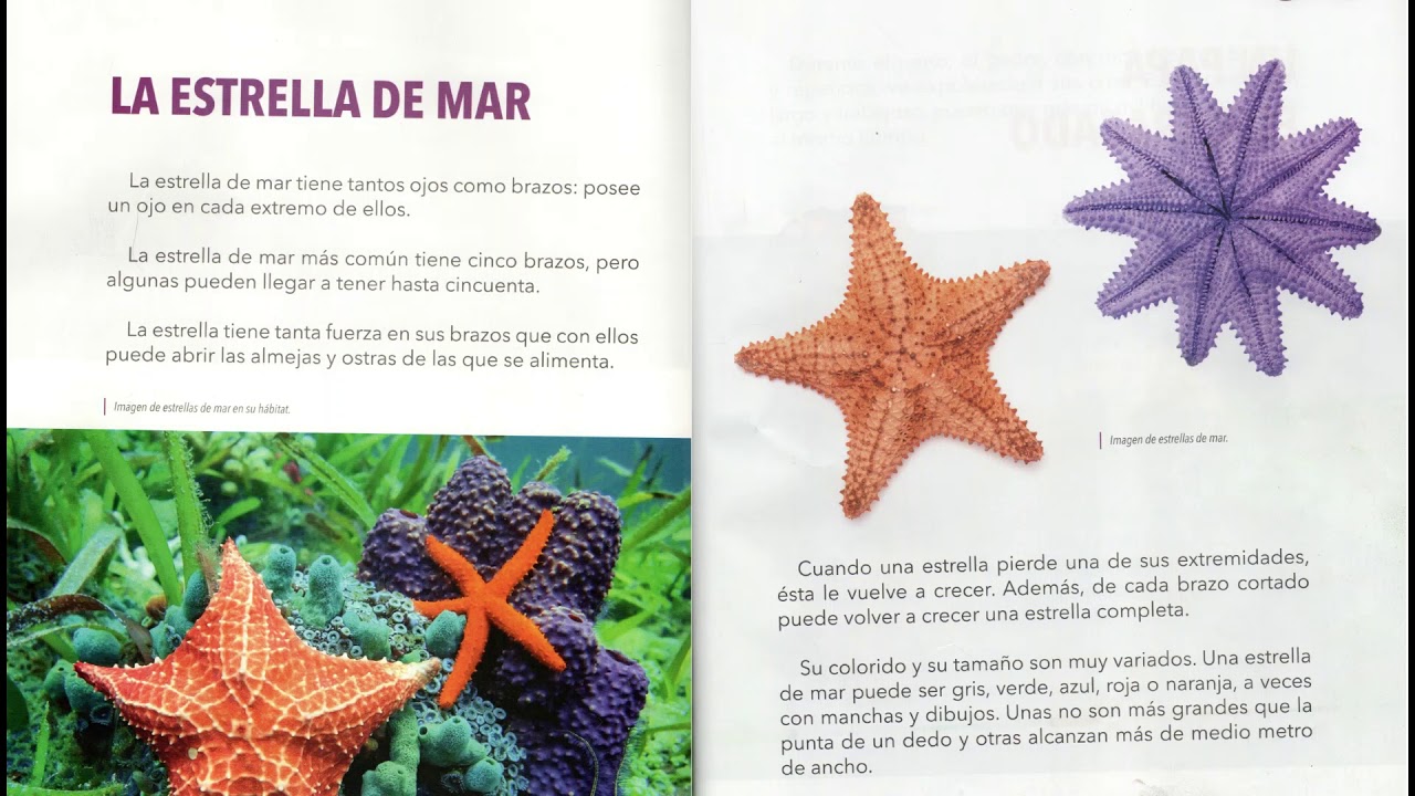 Estrella de Mar: Características, Hábitat y Curiosidades Estrella de Mar: Características, Hábitat y Curiosidades