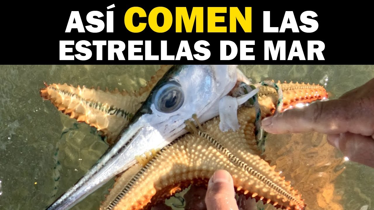 Estrella de Mar: Características, Hábitat y Curiosidades Estrella de Mar: Características, Hábitat y Curiosidades