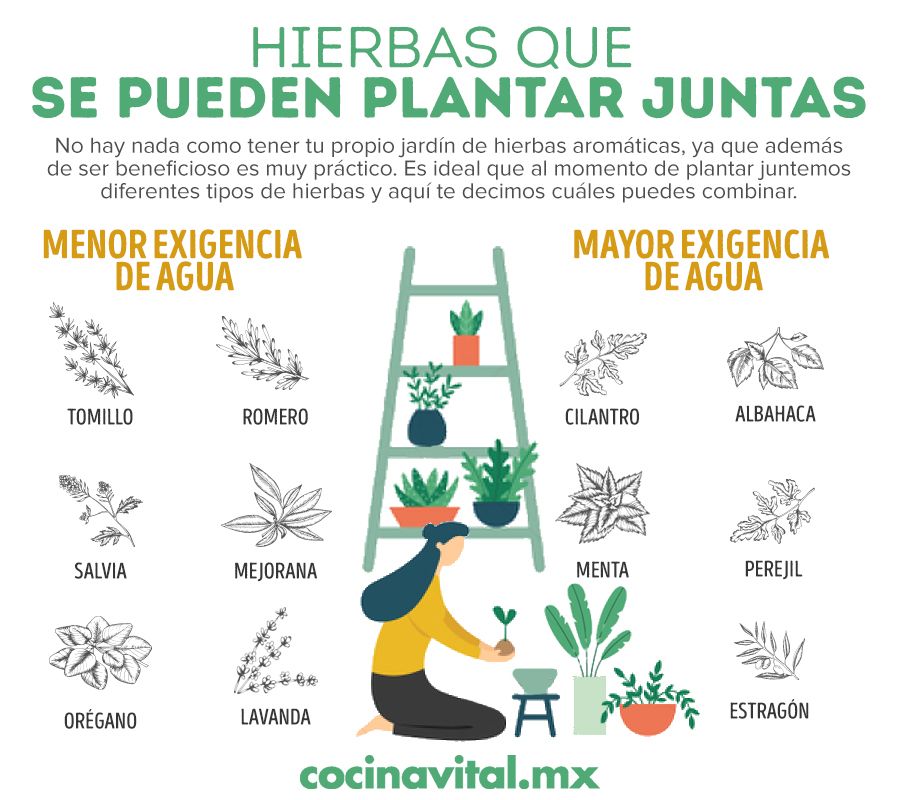 Plantas Aromáticas: Guía para Cultivar Hierbas Frescas en Casa Plantas Aromáticas: Guía para Cultivar Hierbas Frescas en Casa