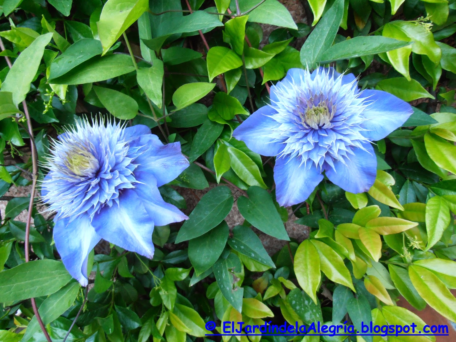 Clemátide: Cuidados y Variedades de esta Flor Trepadora Clemátide: Cuidados y Variedades de esta Flor Trepadora