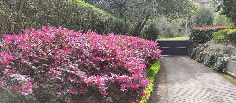 Loropetalum: Cuidados y Propiedades de esta Planta Ornamental