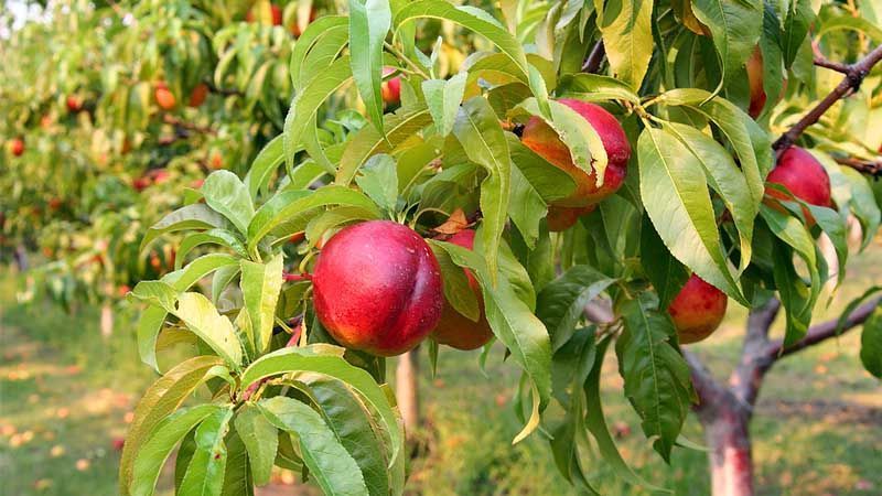 Nectarinas: Propiedades, Beneficios y Cultivo Nectarinas: Propiedades, Beneficios y Cultivo
