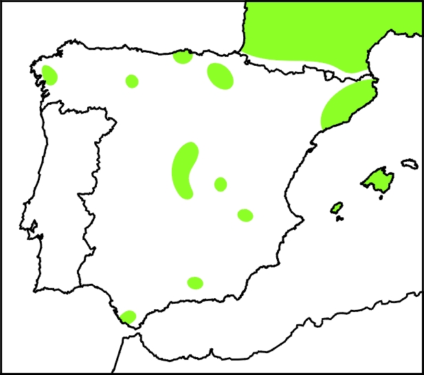 Faisán: Características, Hábitat y Curiosidades Faisán: Características, Hábitat y Curiosidades
