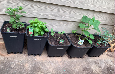 Huerto Casero en Macetas: Qué Plantas Cultivar y Cómo Cuidarlas Huerto Casero en Macetas: Qué Plantas Cultivar y Cómo Cuidarlas