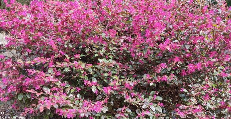Loropetalum: Cuidados y Propiedades de esta Planta Ornamental