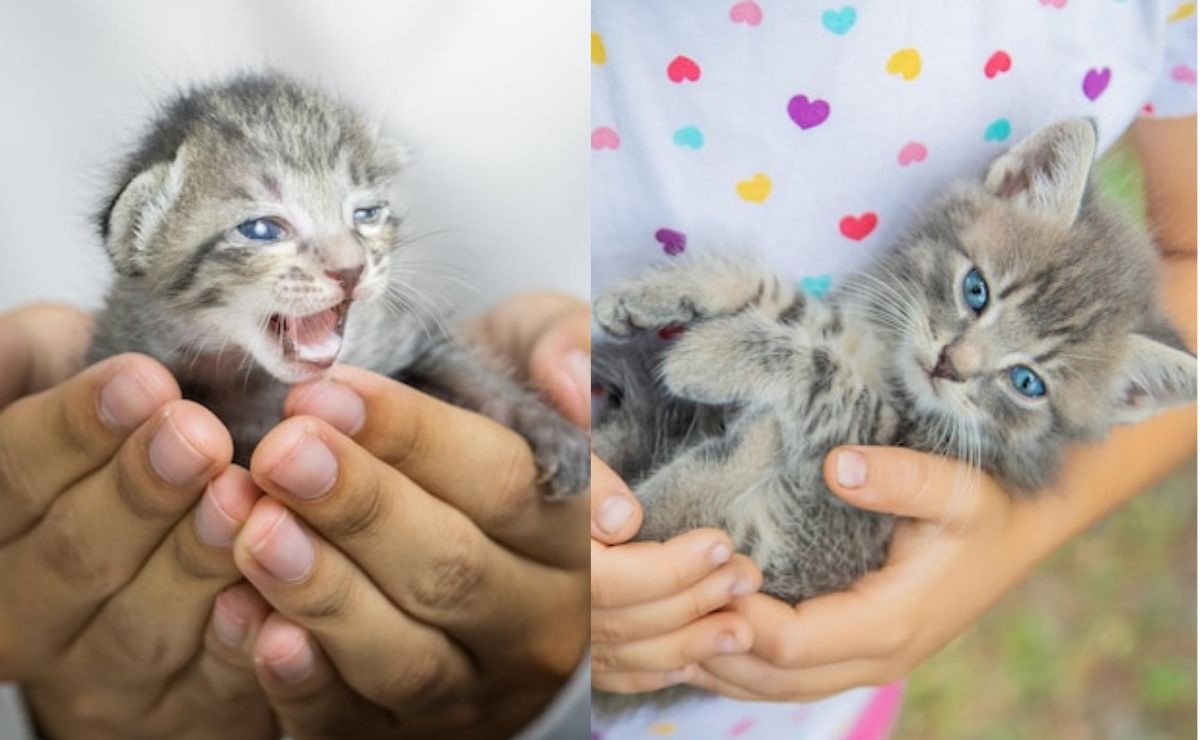 Cuidados para Gatitos Destetados: Guía para el Cuidado de los Pequeños Cuidados para Gatitos Destetados: Guía para el Cuidado de los Pequeños