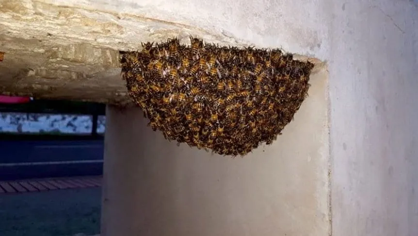 Panales de Abejas: Importancia y Cómo Crear uno en Casa Panales de Abejas: Importancia y Cómo Crear uno en Casa