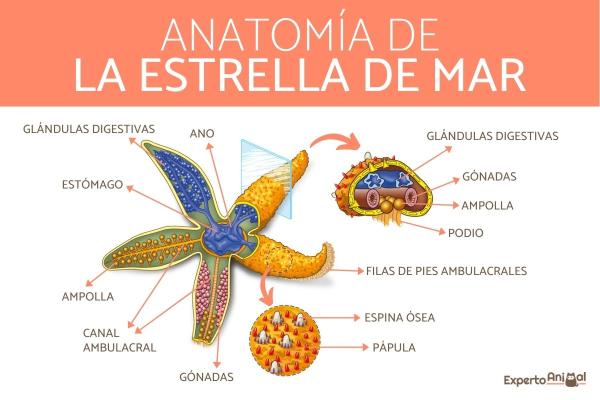Estrella de Mar: Características, Hábitat y Curiosidades Estrella de Mar: Características, Hábitat y Curiosidades