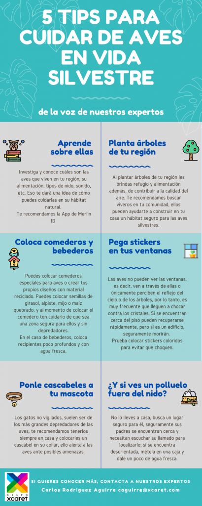 Cuidado de Aves Silvestres en tu Jardín: Tips y Beneficios