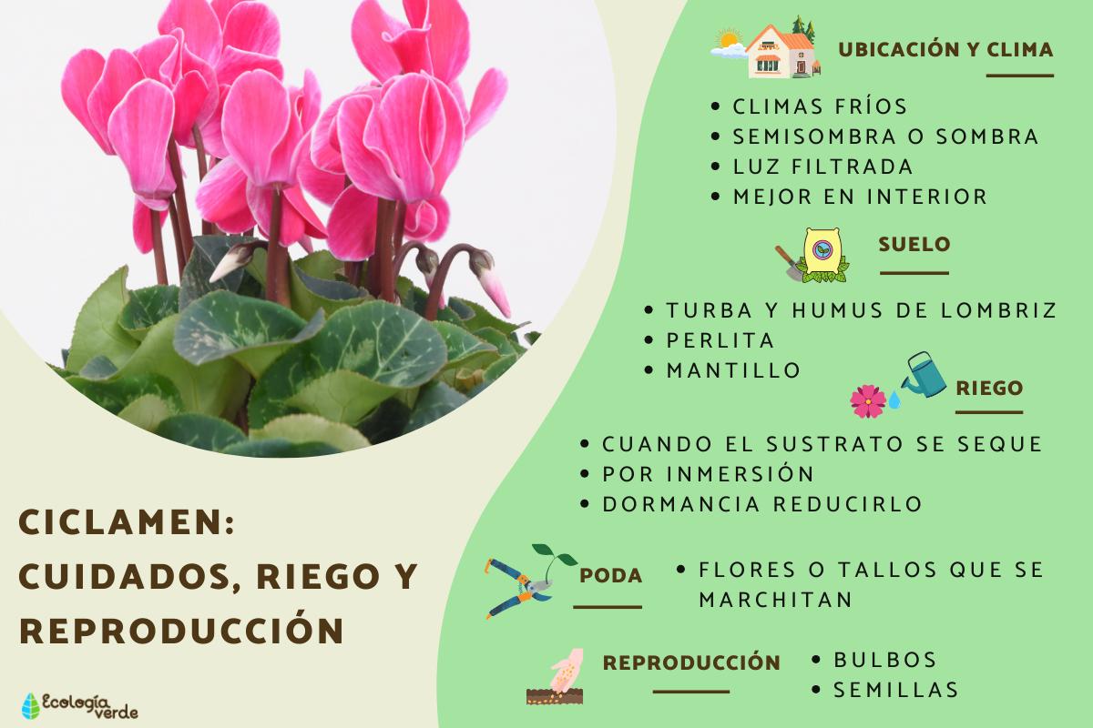 Ciclamen: Cuidados y Significado de esta Planta de Interior
