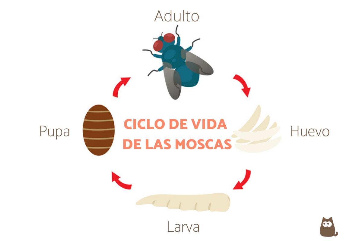 Cuánto Vive una Mosca: Ciclo de Vida y Curiosidades