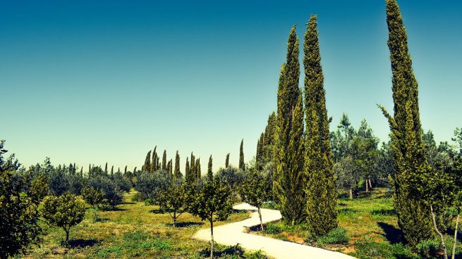 Ciprés: Características, Cuidados y Usos en Jardinería Ciprés: Características, Cuidados y Usos en Jardinería