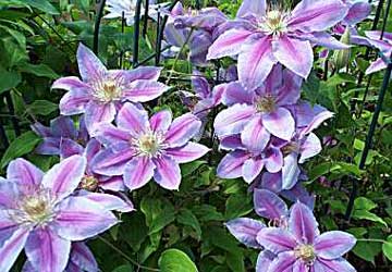Clemátide: Cuidados y Variedades de esta Flor Trepadora Clemátide: Cuidados y Variedades de esta Flor Trepadora