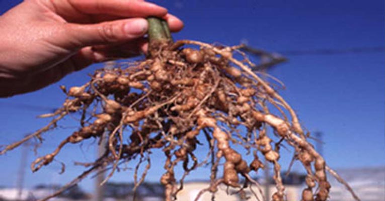 Nematodos: Rol en la Agricultura y Control Biológico