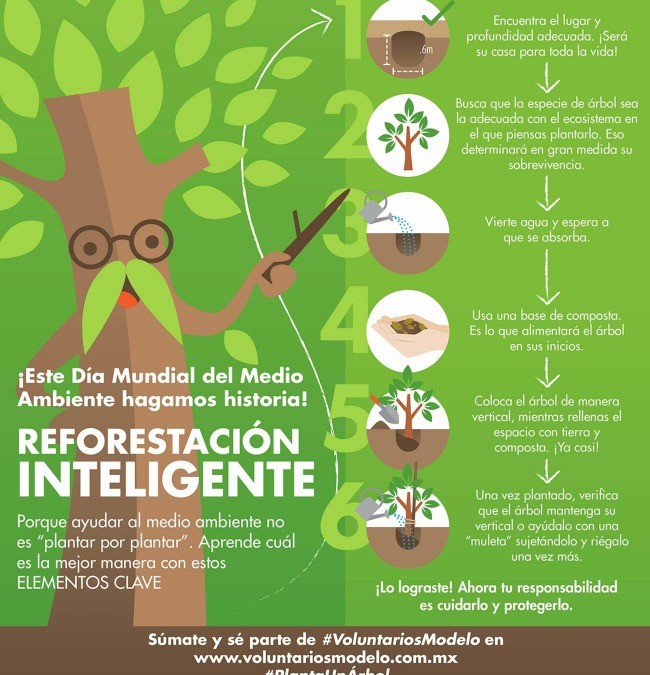 Reforestación: Qué Es y Cómo Ayudar desde Casa