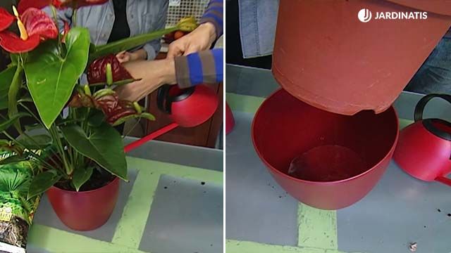 Anturio: Cuidados y Características de esta Planta de Interior Anturio: Cuidados y Características de esta Planta de Interior