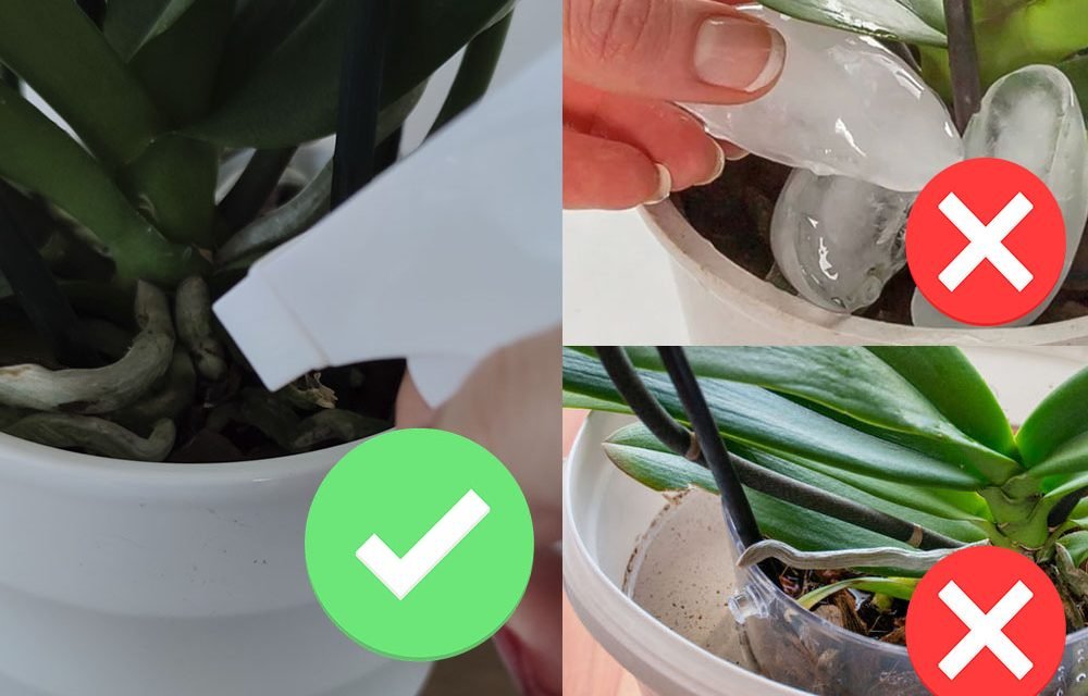 Orquídea Phalaenopsis: Cuidados y Consejos para su Cultivo Orquídea Phalaenopsis: Cuidados y Consejos para su Cultivo