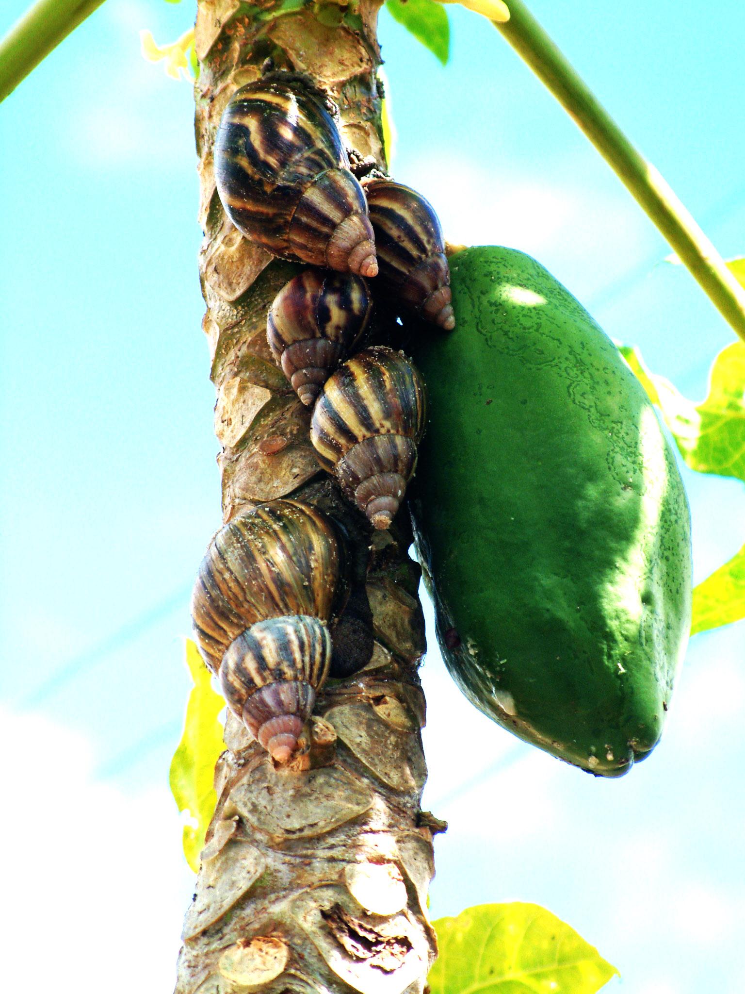 Control Biológico: Cómo Combatir Larvas y Plagas de Forma Natural