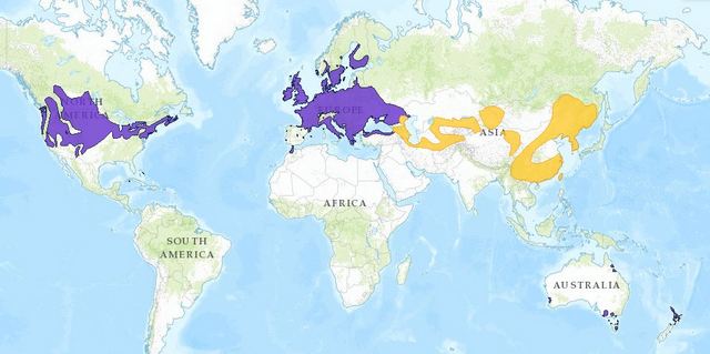 Faisán: Características, Hábitat y Curiosidades Faisán: Características, Hábitat y Curiosidades