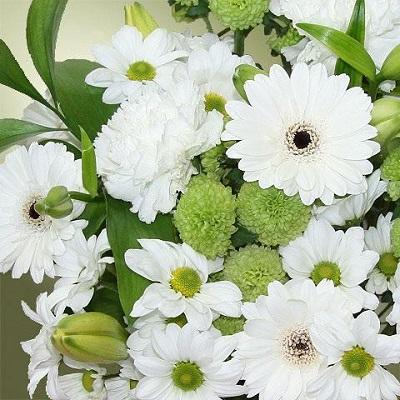 Flores Blancas: Variedades y Significados para tu Jardín Flores Blancas: Variedades y Significados para tu Jardín