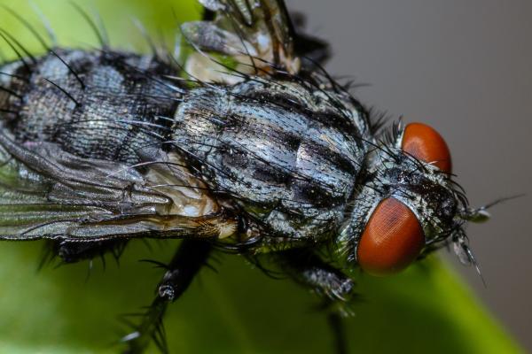 Cuánto Vive una Mosca: Ciclo de Vida y Curiosidades