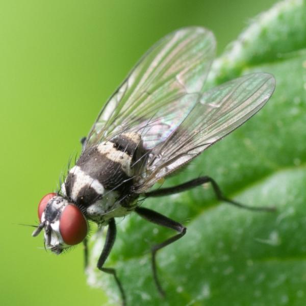Cuánto Vive una Mosca: Ciclo de Vida y Curiosidades