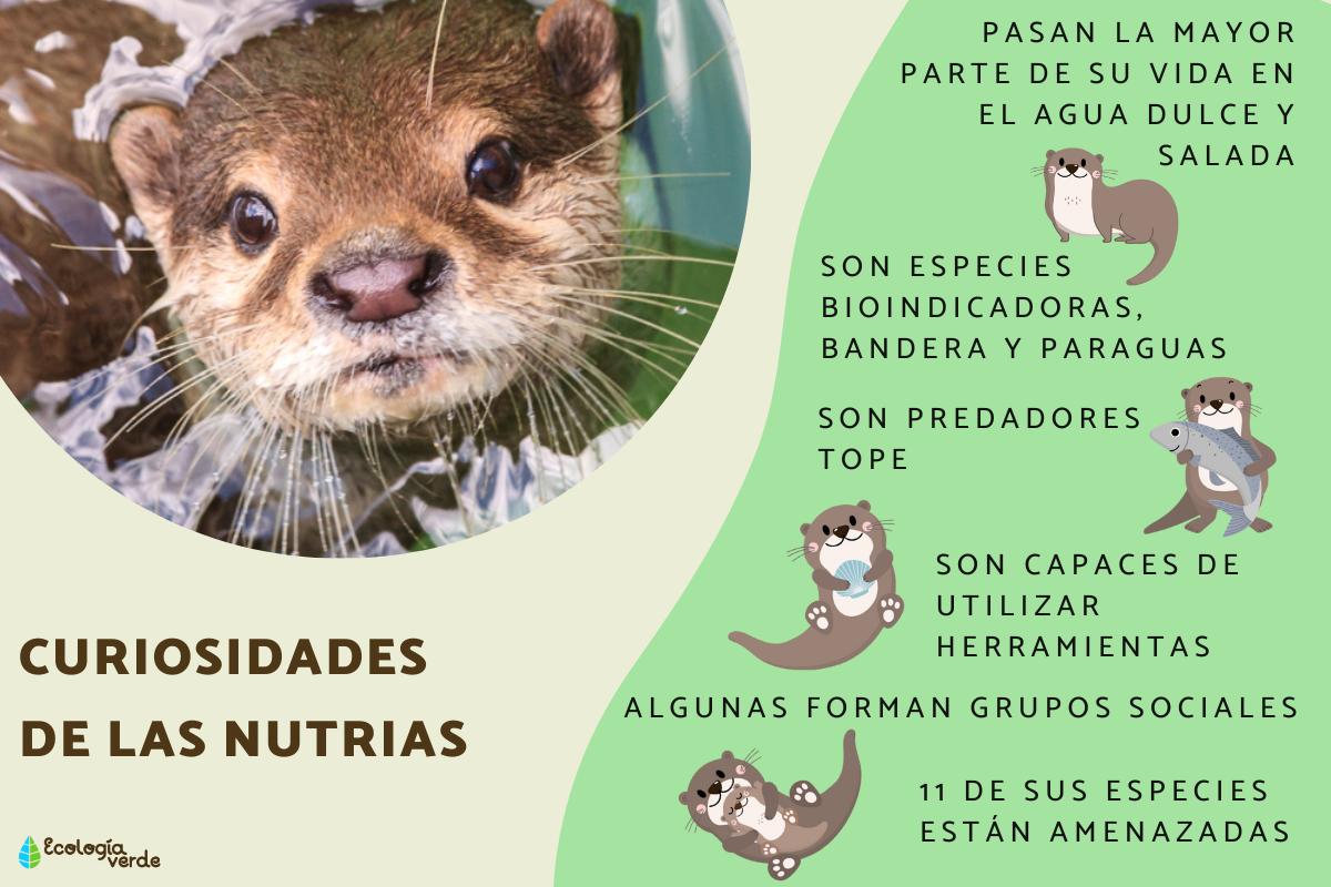 Nutria: Características, Hábitat y Estado de Conservación