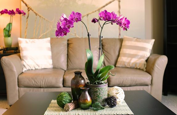 Orquídea Phalaenopsis: Cuidados y Consejos para su Cultivo Orquídea Phalaenopsis: Cuidados y Consejos para su Cultivo