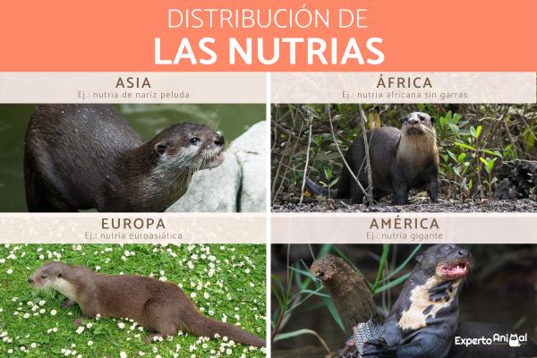 Nutria: Características, Hábitat y Estado de Conservación