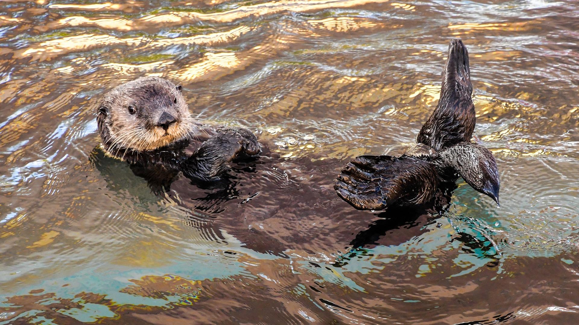Nutria: Características, Hábitat y Estado de Conservación