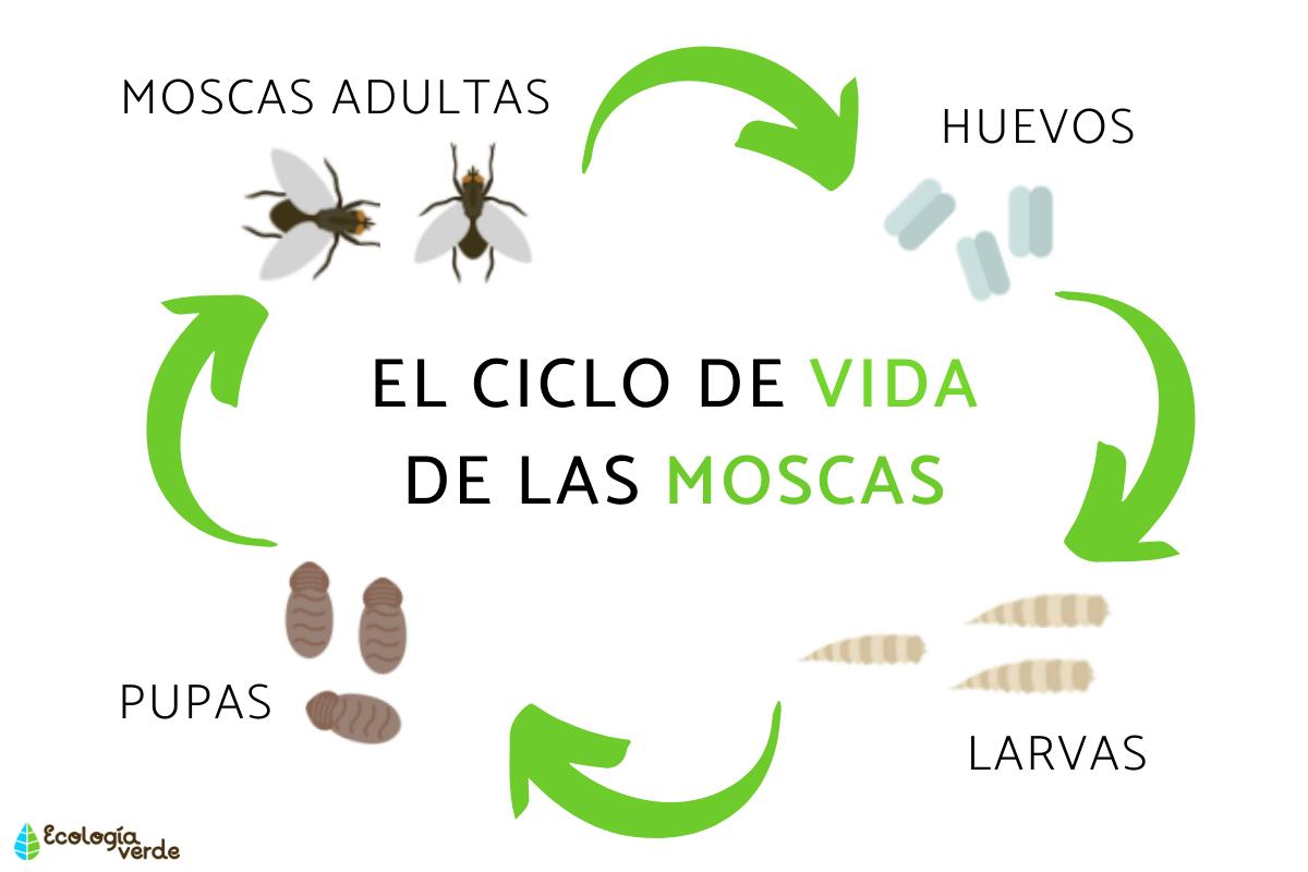 Cuánto Vive una Mosca: Ciclo de Vida y Curiosidades