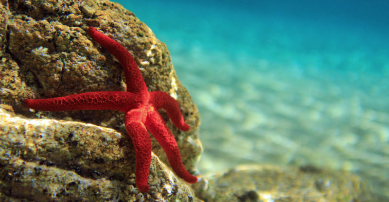 Estrella de Mar: Características, Hábitat y Curiosidades Estrella de Mar: Características, Hábitat y Curiosidades