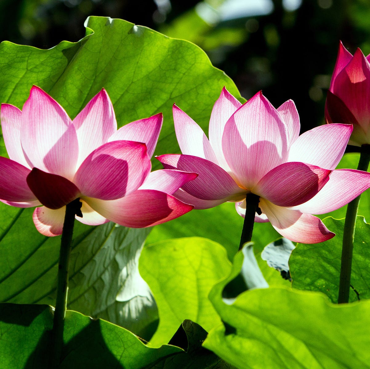 Flor de Loto: Significado, Cuidados y Curiosidades