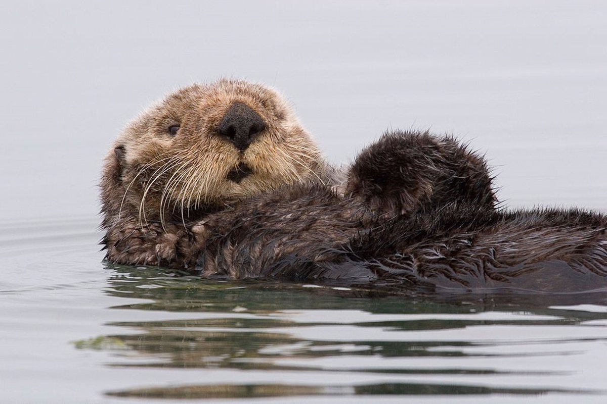 Nutria: Características, Hábitat y Estado de Conservación
