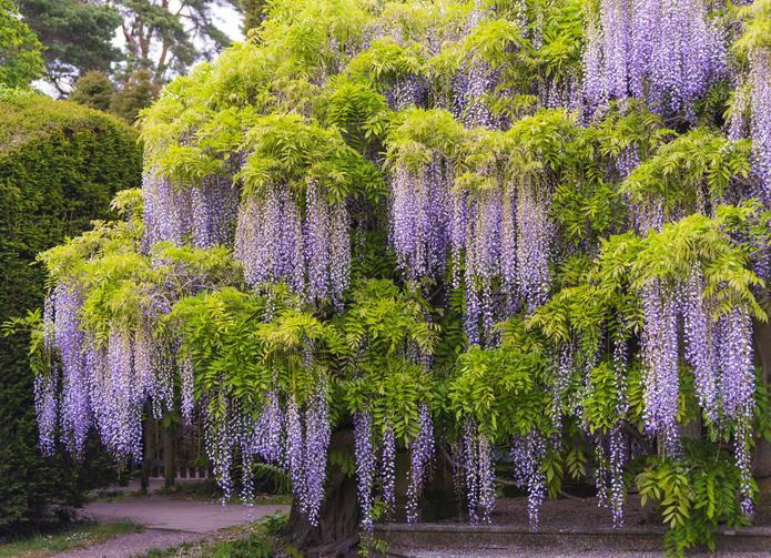 Glicinia: Cultivo, Significado y Espectacular Floración Glicinia: Cultivo, Significado y Espectacular Floración