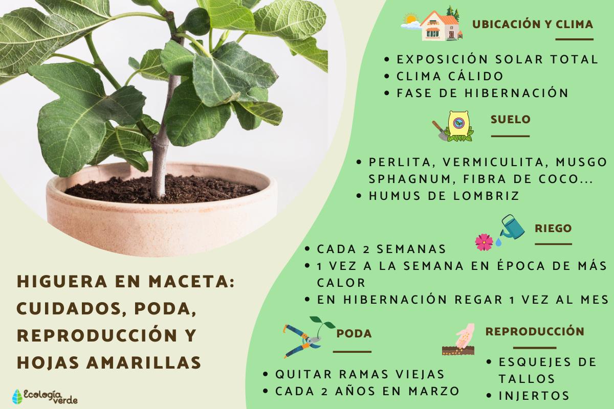 Higos: Beneficios Nutricionales y Consejos de Cultivo