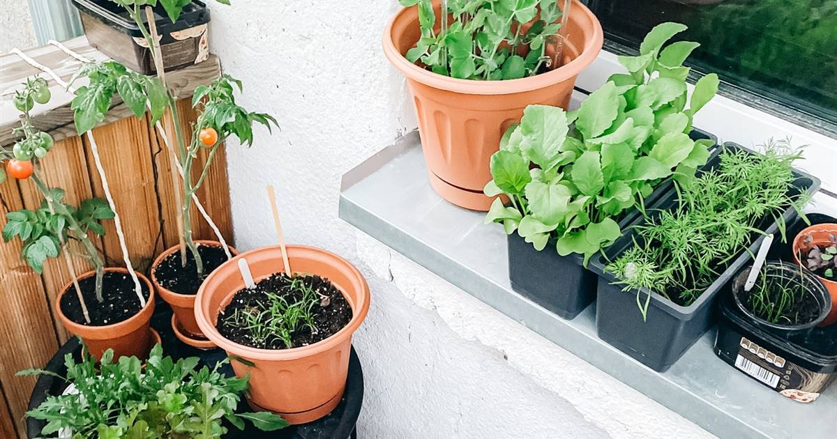 Huerto Urbano en Balcón: Consejos para Cultivar en Espacios Pequeños