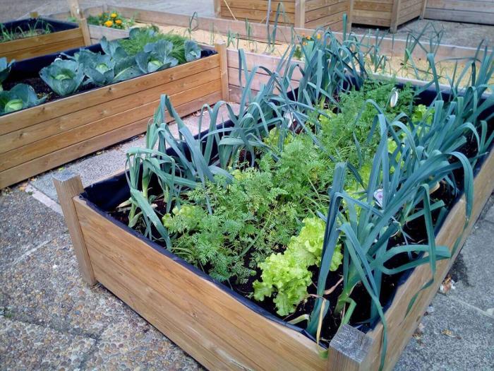 Huerto Urbano en Balcón: Consejos para Cultivar en Espacios Pequeños