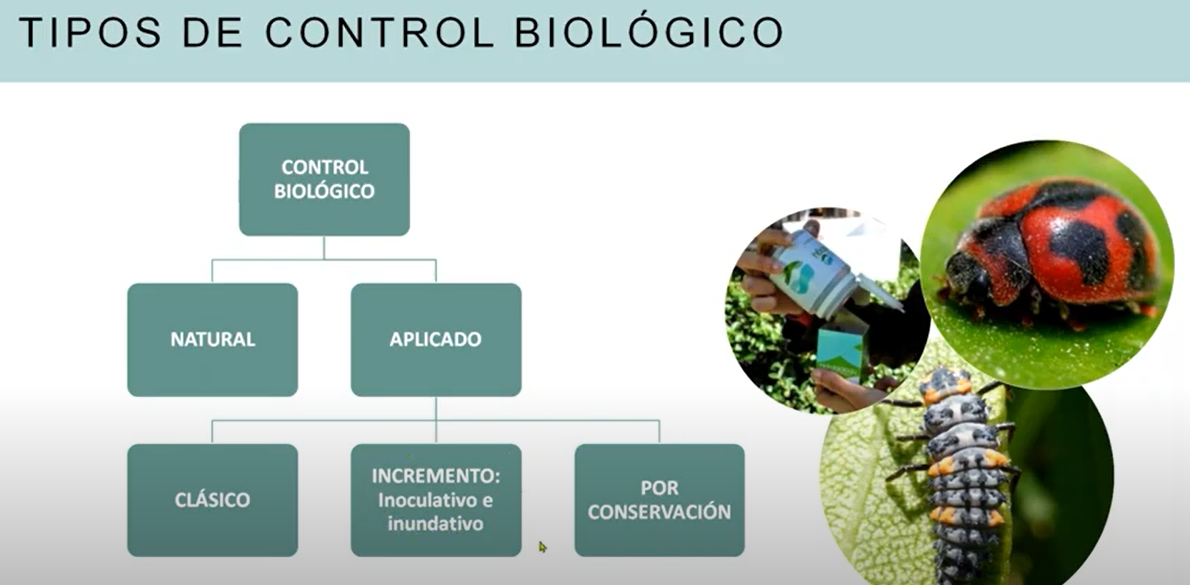 Control Biológico: Cómo Combatir Larvas y Plagas de Forma Natural