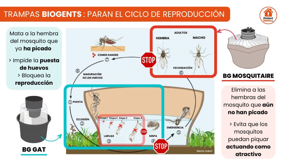 Control Biológico: Cómo Combatir Larvas y Plagas de Forma Natural