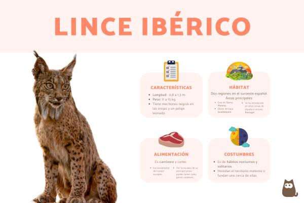 Lince: Características, Hábitat y Conservación de esta Especie Lince: Características, Hábitat y Conservación de esta Especie