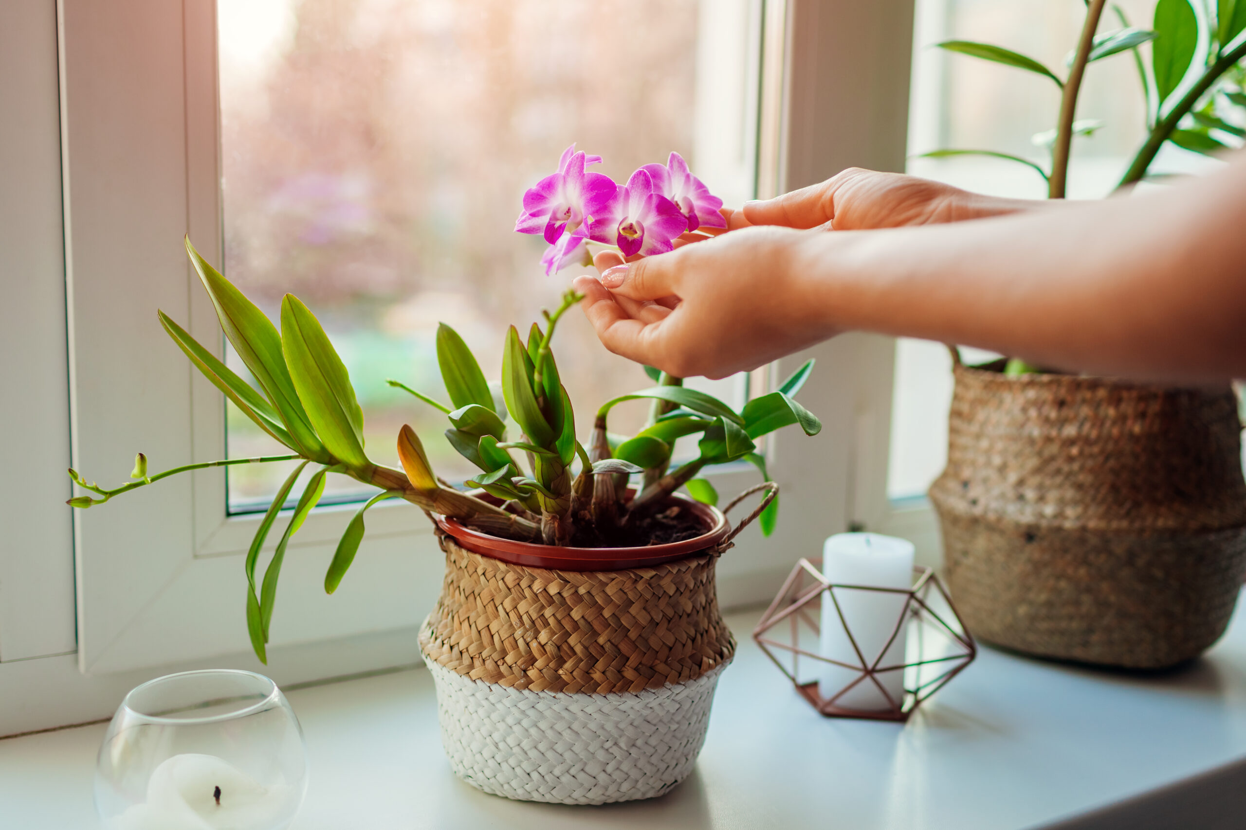 Orquídeas: Variedades y Consejos para su Cultivo en Casa Orquídeas: Variedades y Consejos para su Cultivo en Casa