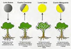 Jardinería Según el Calendario Lunar: Consejos y Beneficios Jardinería Según el Calendario Lunar: Consejos y Beneficios