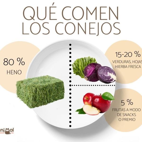Conejo Salvaje: Características, Hábitat y Curiosidades