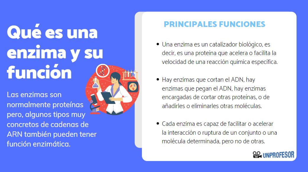 Enzimas: Qué Son, Funciones y Alimentos que las Contienen