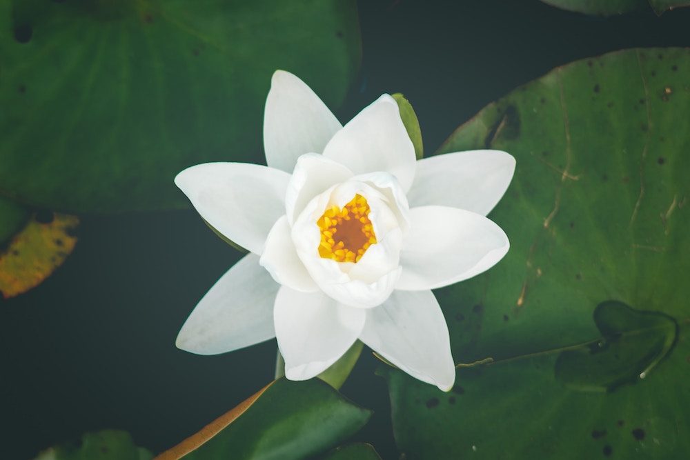 Flor de Loto: Significado, Cuidados y Curiosidades