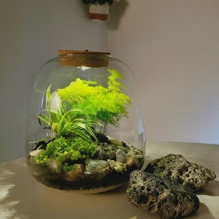 Terrarios: Cómo Crear Ecosistemas en Miniatura para tu Hogar